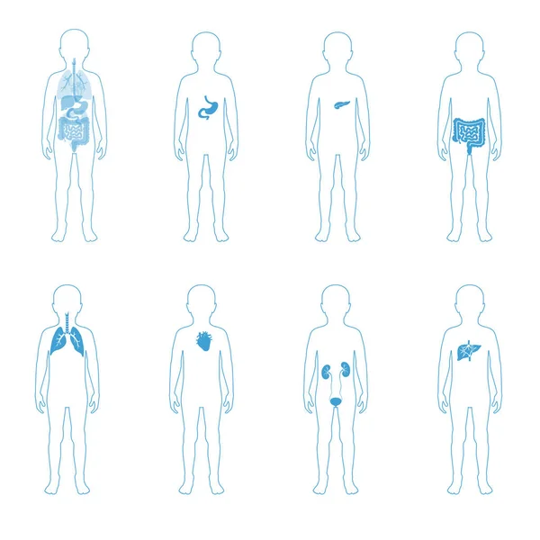 Példája a belső szervek a fiú test — Stock Vector