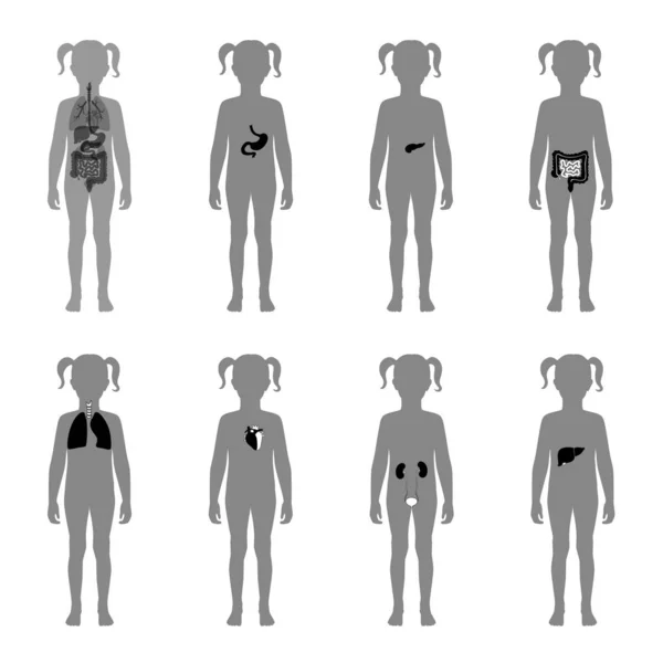 Human internal organs vector — Stock Illustration Human internal organs vector Royalty Free Stock Illustrations