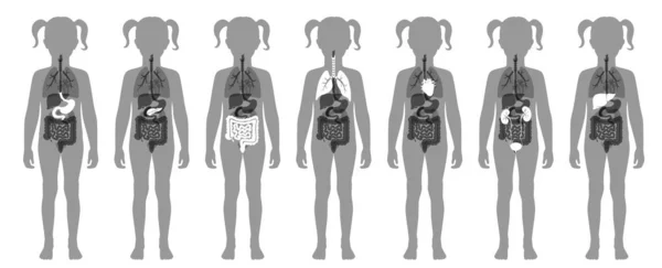 Human internal organs vector — Stock Illustration Human internal organs vector Stock Vector