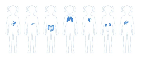 Vector de órganos internos humanos — Vector de stock