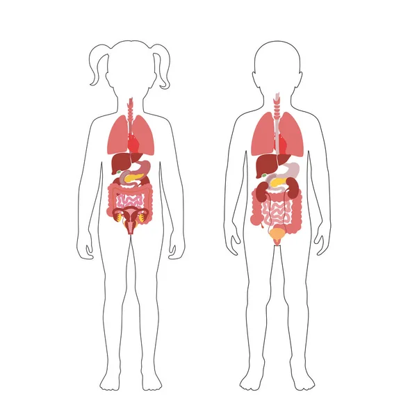 Vector de órganos internos humanos — Archivo Imágenes Vectoriales