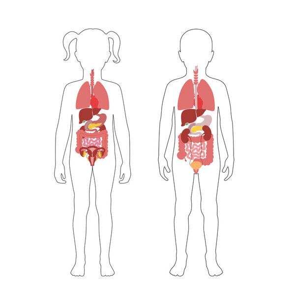 Human internal organs vector