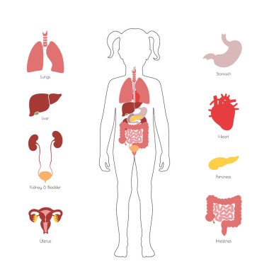 İnsan iç organlarını vektör