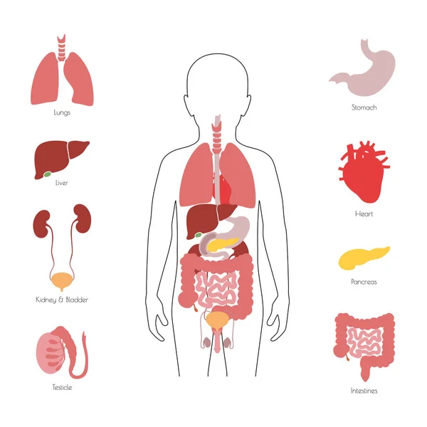 人类内脏器官载体 — 图库矢量图片