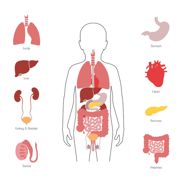 Human internal organs vector