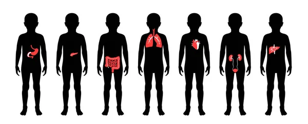 Illustration of child internal organs in boy body — Stock Vector