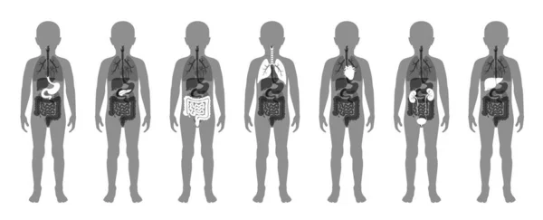 Ilustración de los órganos internos del niño en el cuerpo del niño — Vector de stock