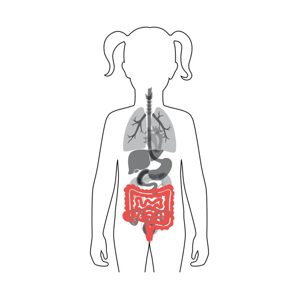 Ilustración vectorial de intestino grueso y delgado — Archivo Imágenes Vectoriales