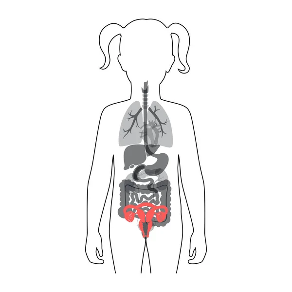 Illustration vectorielle isolée de l'utérus — Image vectorielle