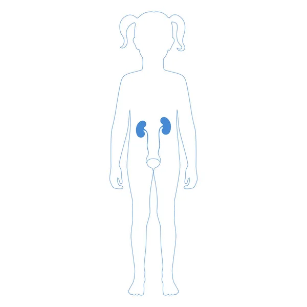 Illustrazione isolata vettoriale del rene — Vettoriale Stock