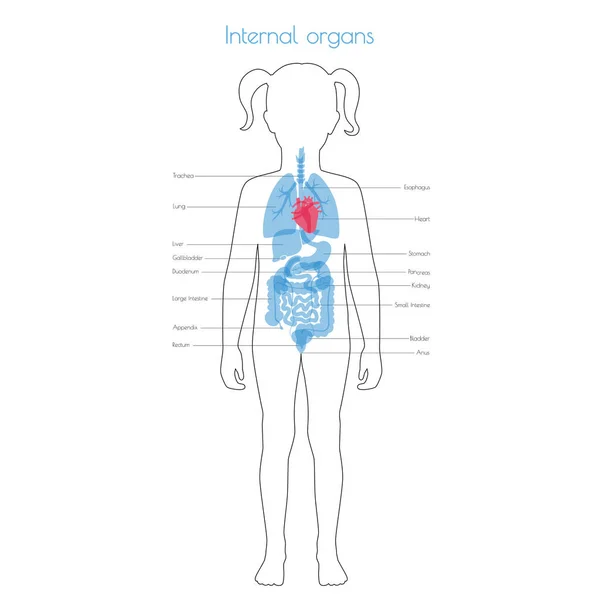 Organes internes humains vecteur — Image vectorielle