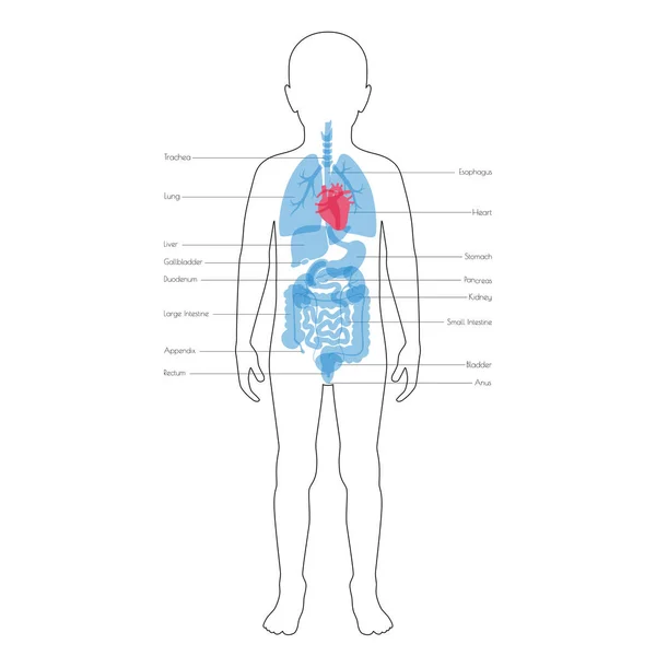 Vector de órganos internos humanos — Vector de stock