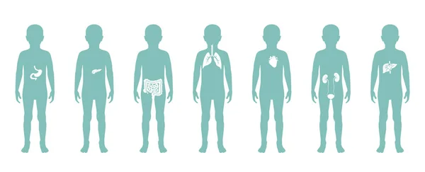 Ilustración de los órganos internos del niño en el cuerpo del niño — Vector de stock