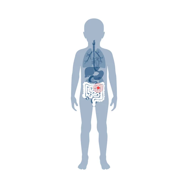 Illustrazione vettoriale di intestino grande e piccolo — Vettoriale Stock