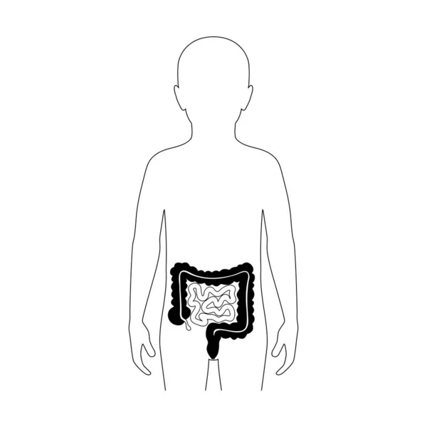 Ilustración vectorial de intestino grueso y delgado — Archivo Imágenes Vectoriales