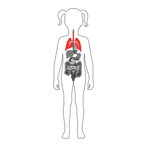 Ilustración aislada vectorial del pulmón — Archivo Imágenes Vectoriales