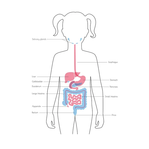 Vector de órganos internos humanos — Vector de stock