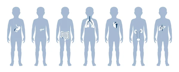 Ilustración de los órganos internos del niño en el cuerpo del niño — Archivo Imágenes Vectoriales