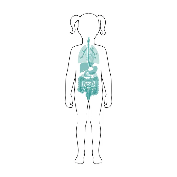 Vector de órganos internos humanos — Archivo Imágenes Vectoriales