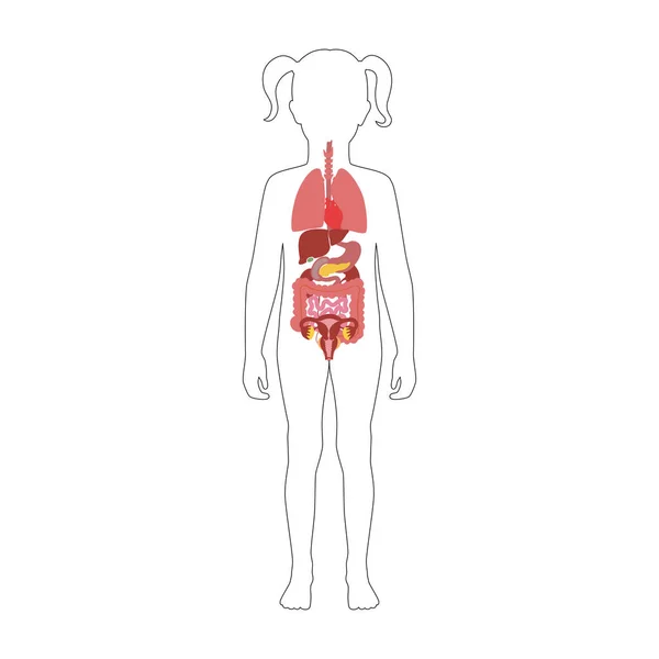 Menselijke interne organen vector — Stockvector