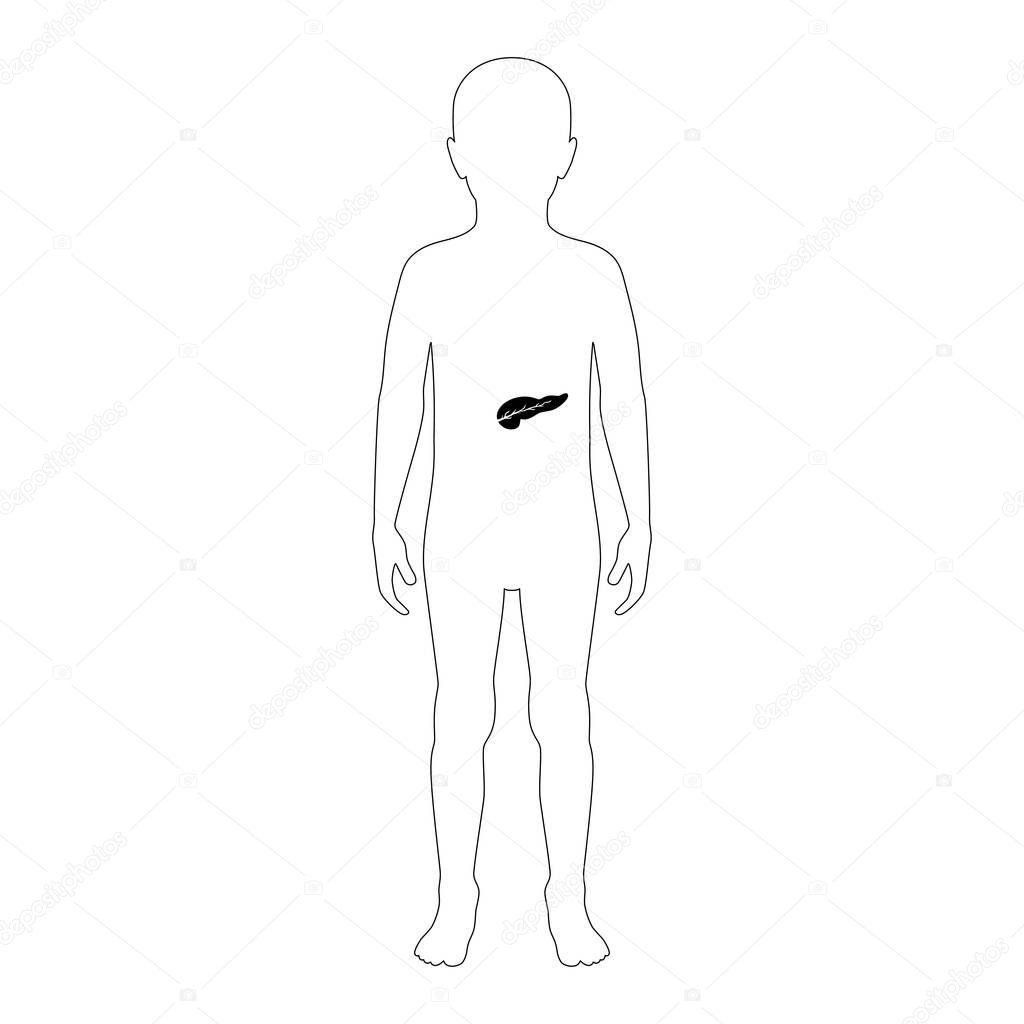 Vector isolated illustration of pancreas anatomy in boy body. Human digestive system icon. Internal child organ symbol poster design. Donation