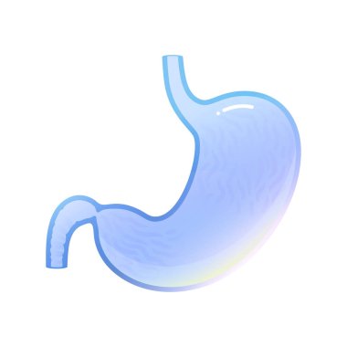 Mide izole edilmiş vektör illüstrasyonu