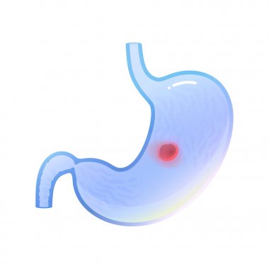 Vector isolated illustration of stomach clipart