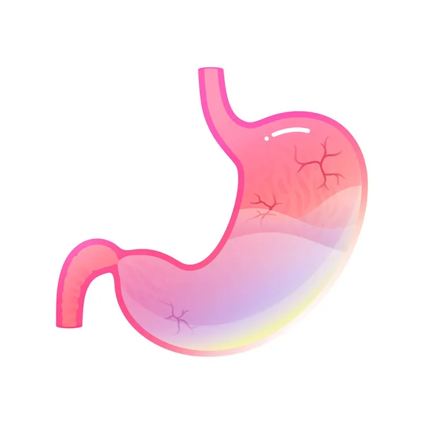 Vector isolated illustration of stomach — Stock Vector