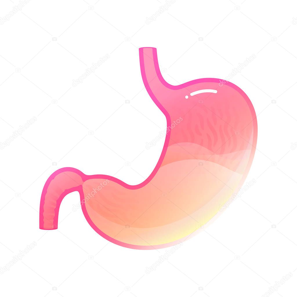 Vector isolated illustration of stomach