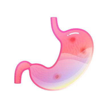 Mide izole edilmiş vektör illüstrasyonu