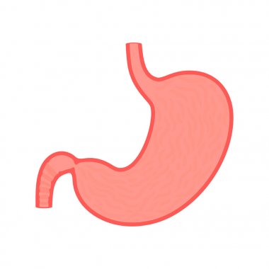 Mide izole edilmiş vektör illüstrasyonu