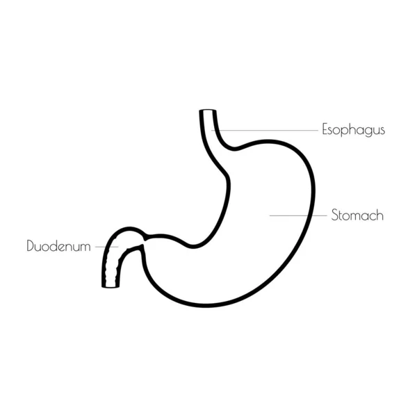 Ilustração isolada do vetor do estômago —  Vetores de Stock