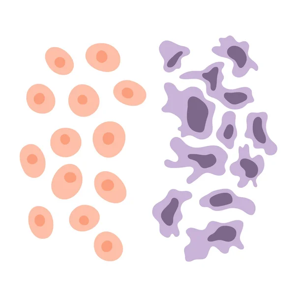 Zellstruktur: normal und Krebs — Stockvektor