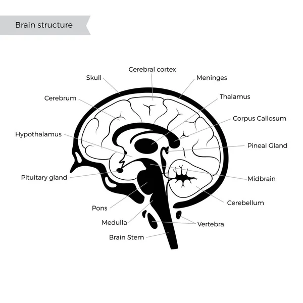 Ilustração vetorial da anatomia cerebral humana — Vetor de Stock