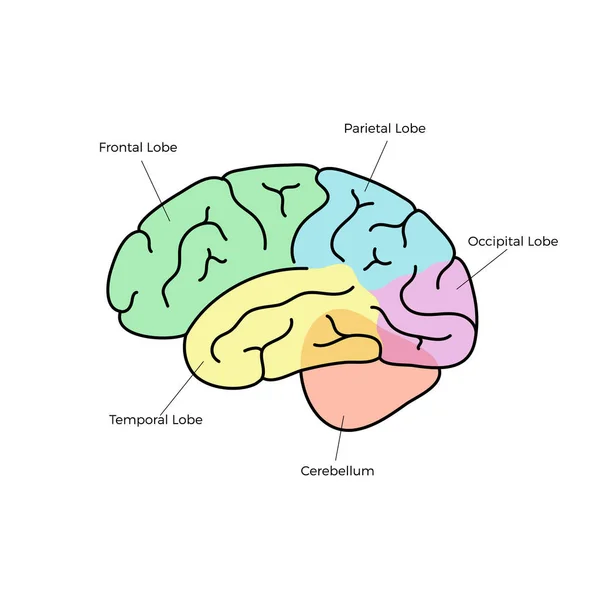 Vektör çizim insan beyin anatomisi — Stok Vektör