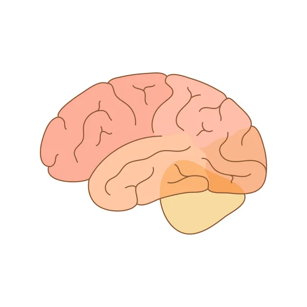 Vector illustration of human brain anatomy — Stock Vector