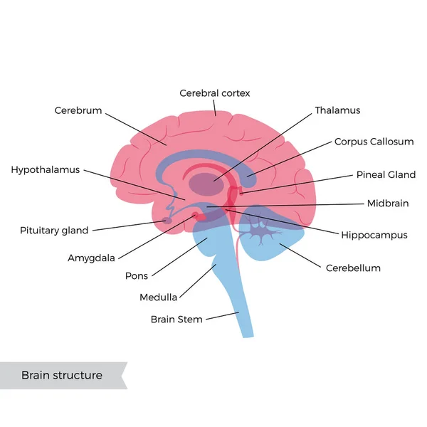 Ilustración vectorial de la anatomía cerebral humana — Archivo Imágenes Vectoriales
