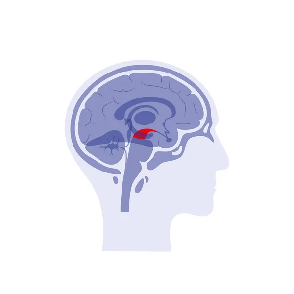 Ilustración vectorial del cerebro medio — Archivo Imágenes Vectoriales