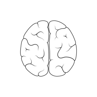 Vektör çizim insan beyin anatomisi 