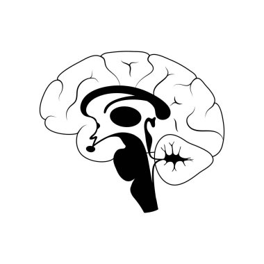 Vektör çizim insan beyin anatomisi 