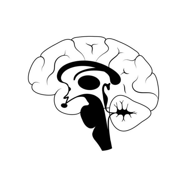 Векторная иллюстрация анатомии мозга человека — стоковый вектор