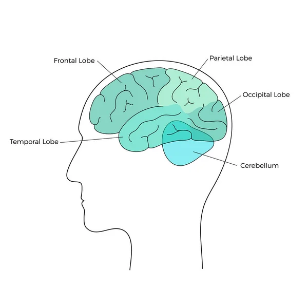 Vectorillustratie van de menselijke anatomie van de hersenen — Stockvector