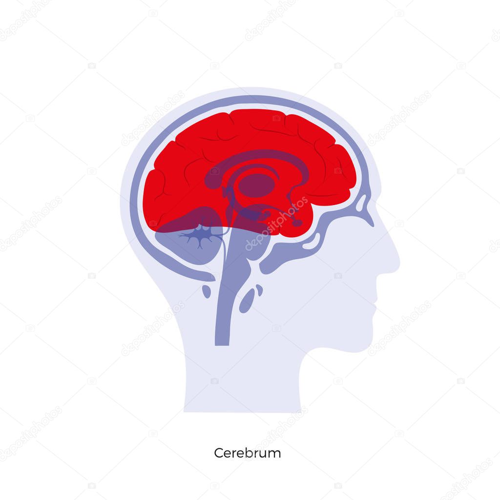 Vector isolated illustration of Cerebrum