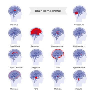 Set of vector illustration of brain components  clipart