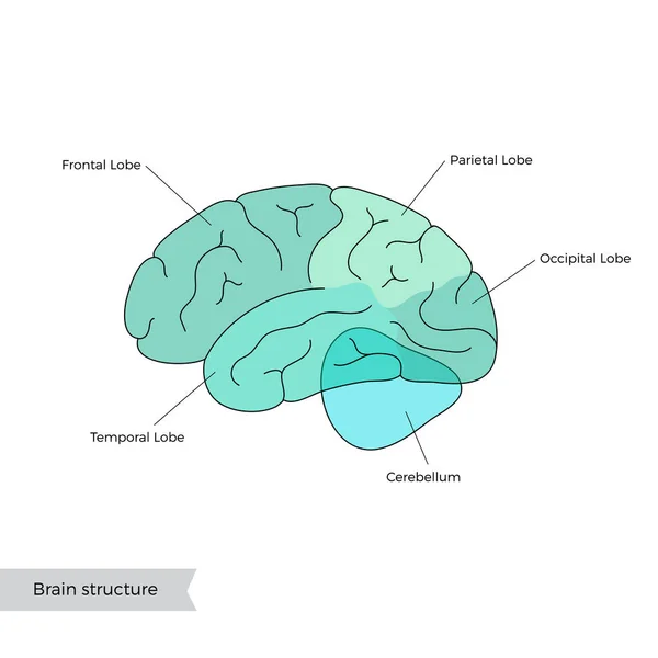 Vektorillustration der Anatomie des menschlichen Gehirns — Stockvektor