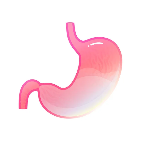 Vector isolated illustration of stomach — Stock Vector