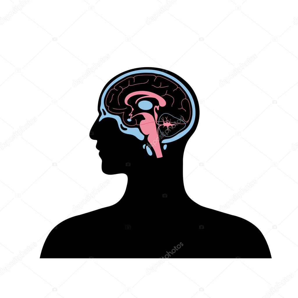 vector illustration of brain 