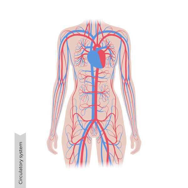 Анатомия кровеносной системы
