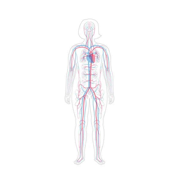 Anatomia del sistema circolatorio — Vettoriale Stock