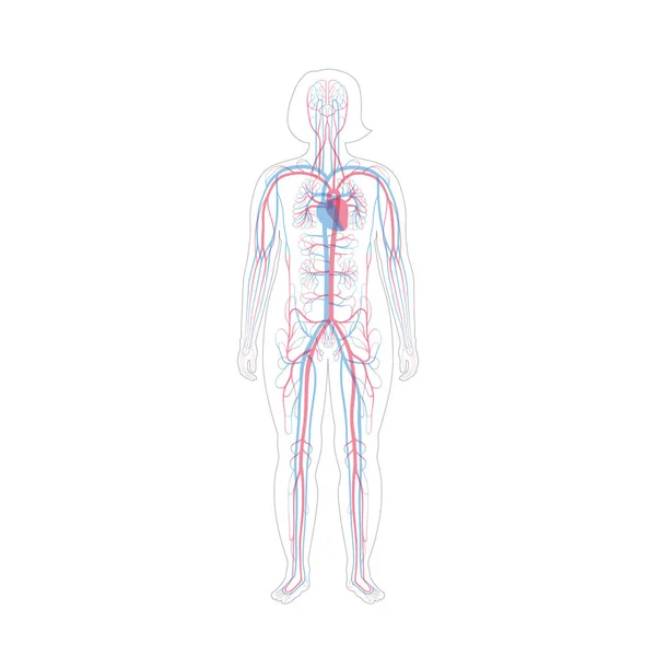 Anatomia do sistema circulatório —  Vetores de Stock